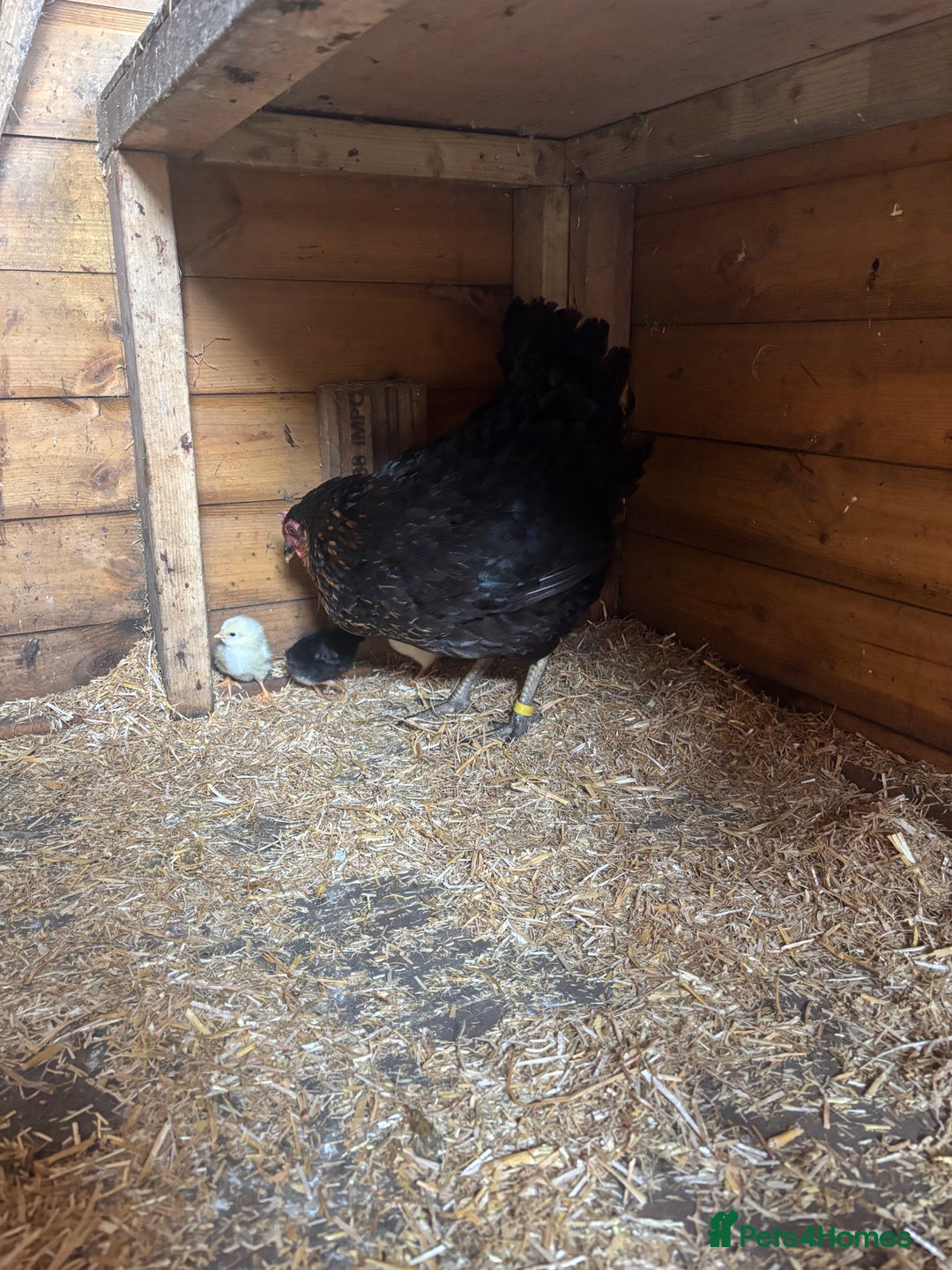 Chickens poultry for sale: Black rock with day old chicks  in Sheffield - Image 3