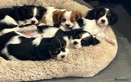 Cavalier King Charles Spaniel dogs for sale: Stunning Cavalier Puppies - Image 3