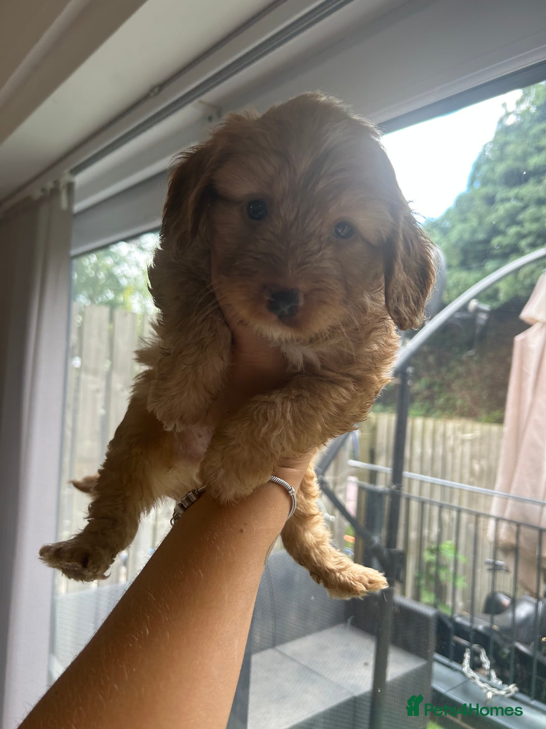 Cockapoo dogs for sale: Cockapoo puppies - Image 20
