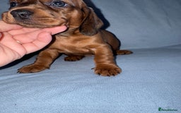 Mixed Breed dogs for sale: Docker - miniature daschund X American cocker  - Image 15