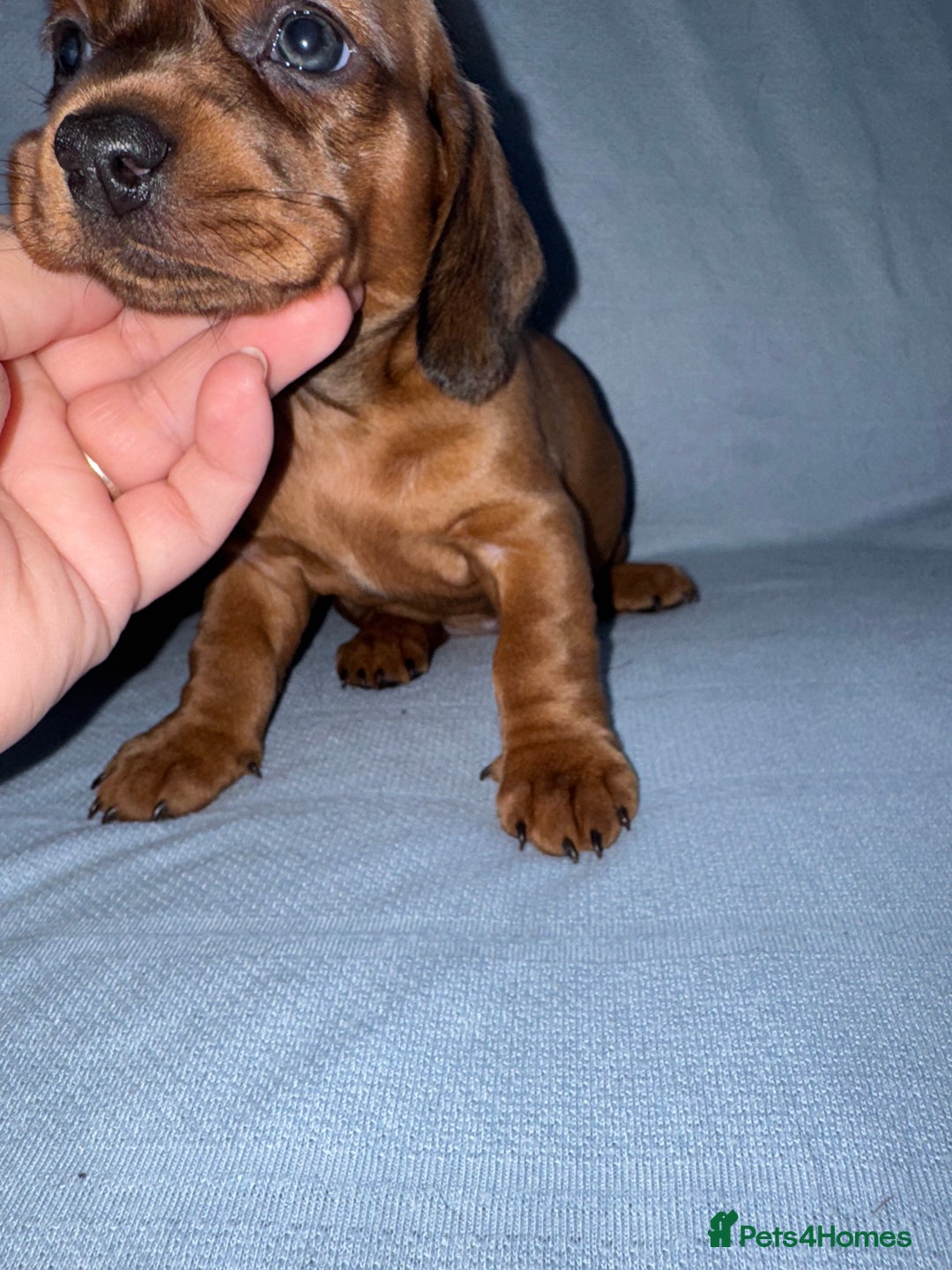 Mixed Breed dogs for sale: Docker - miniature daschund X American cocker  - Image 15