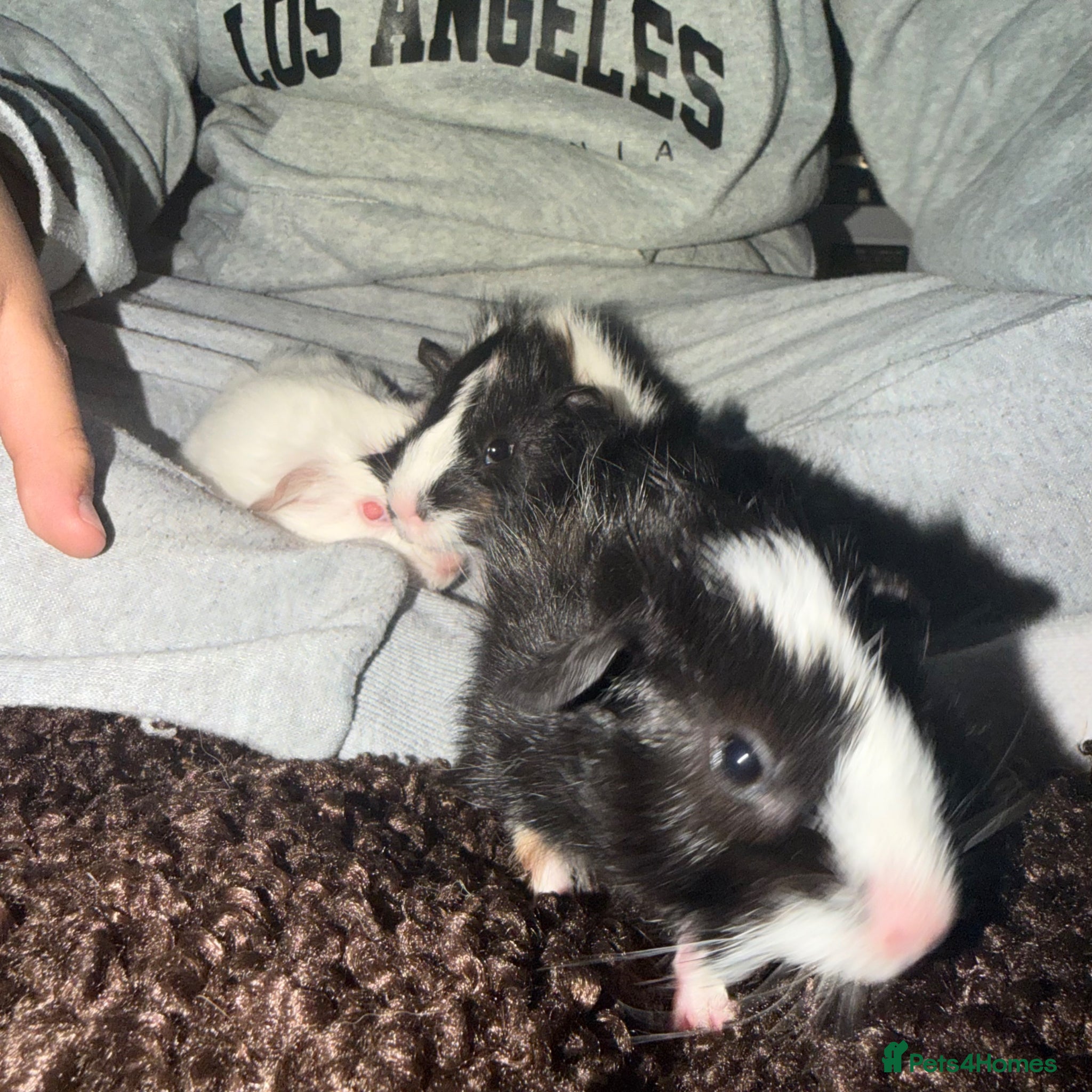Guinea Pig rodents 3x male guinea pig babies  - Advert 10