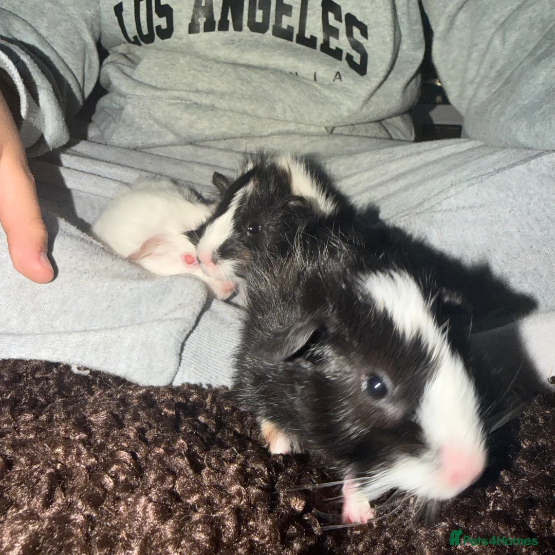 Guinea Pig rodents for sale: 3x male guinea pig babies  - Advert 1