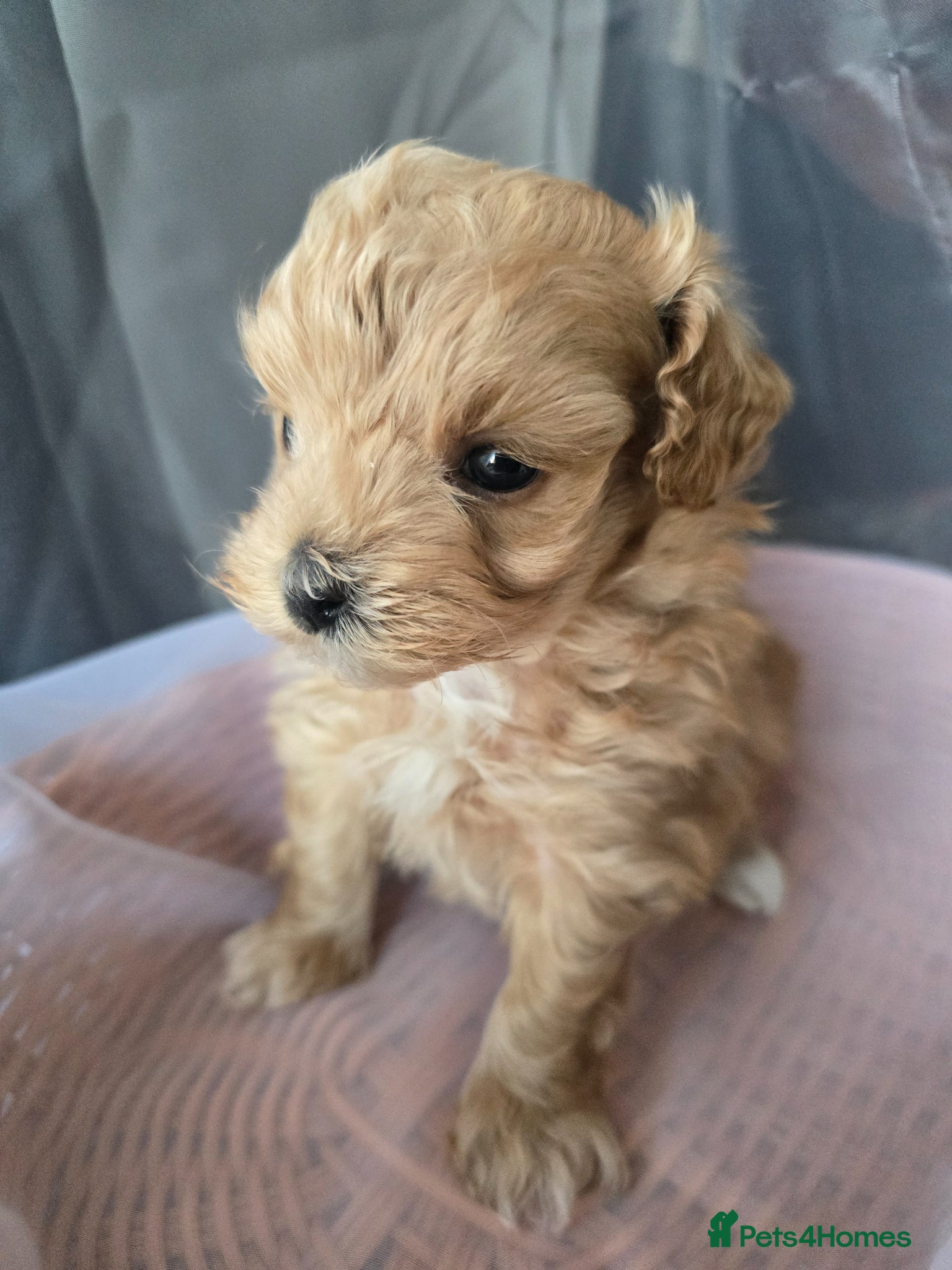 Maltipoo dogs Beautiful F1 maltipoo looking forever home ❤️🐶 - Advert 18