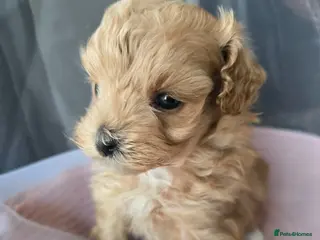 Maltipoo dogs Beautiful F1 maltipoo looking forever home ❤️🐶 - Advert 18