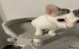 British Shorthair cats for sale: Male kitten  - Image 6
