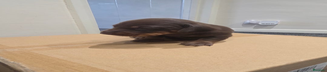 Miniature Dachshund Puppy 2