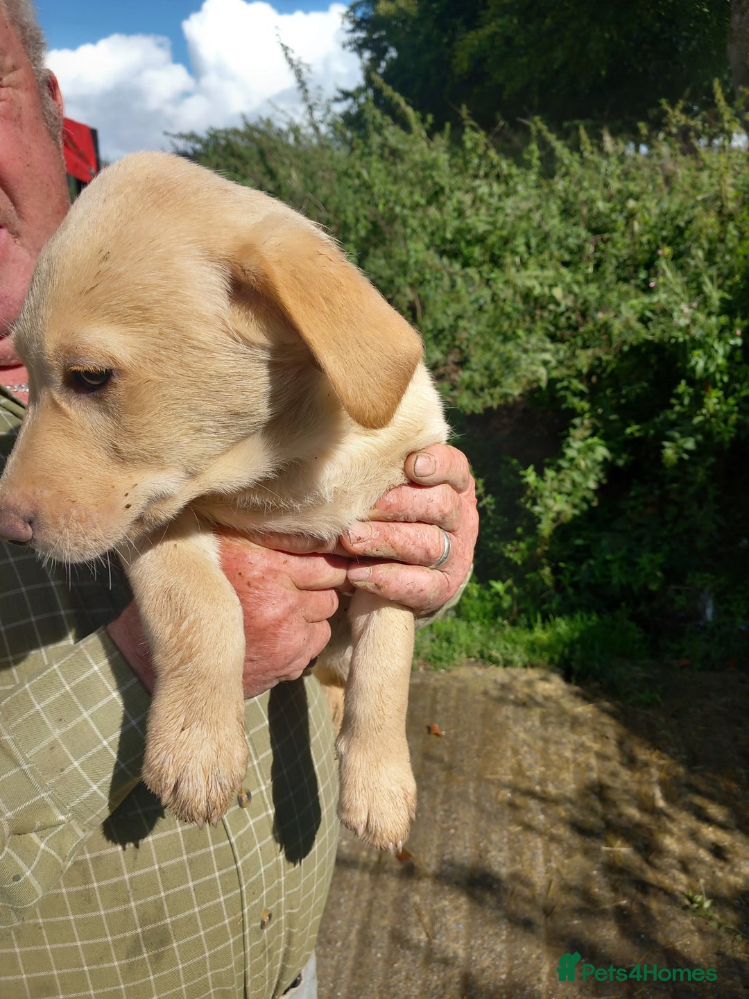Labrador Retriever dogs for sale: 3 gorgeous yellow lab pups  - Image 3