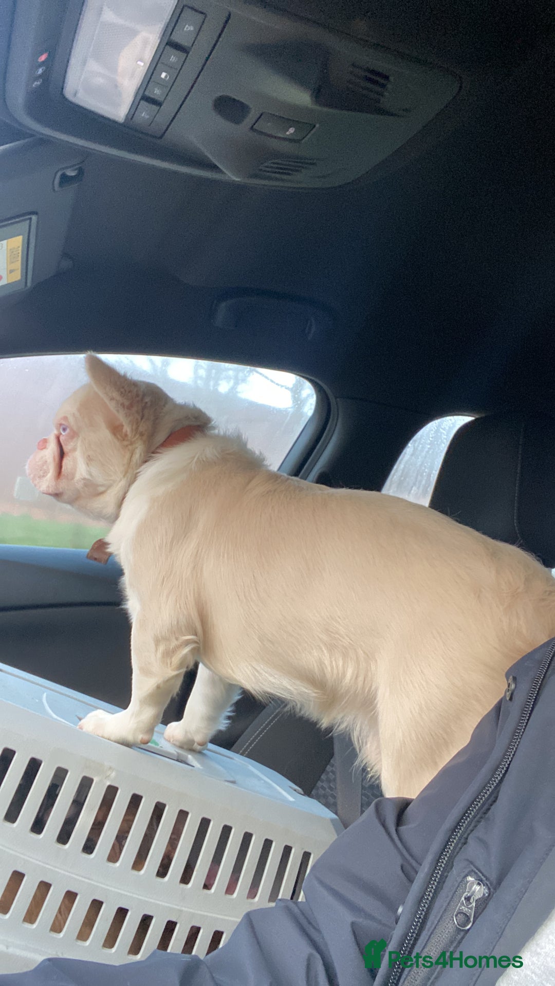 French Bulldog dogs for stud: 🔥 VISUAL PINK VISUAL FLUFFY STUD 🔥  - Advert 4