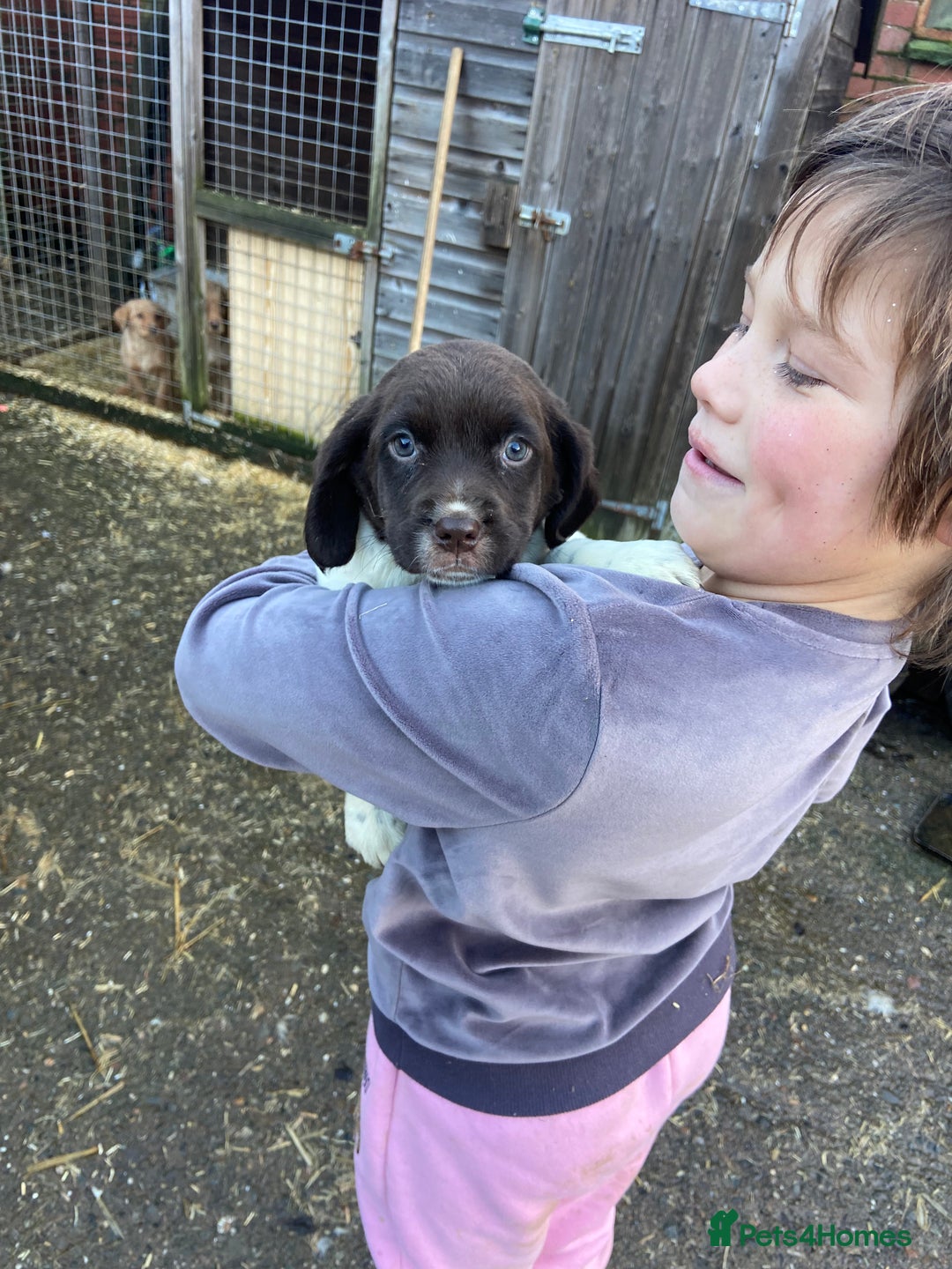 English Springer Spaniel dogs for sale: 2 springer puppies for sale  - Advert 3