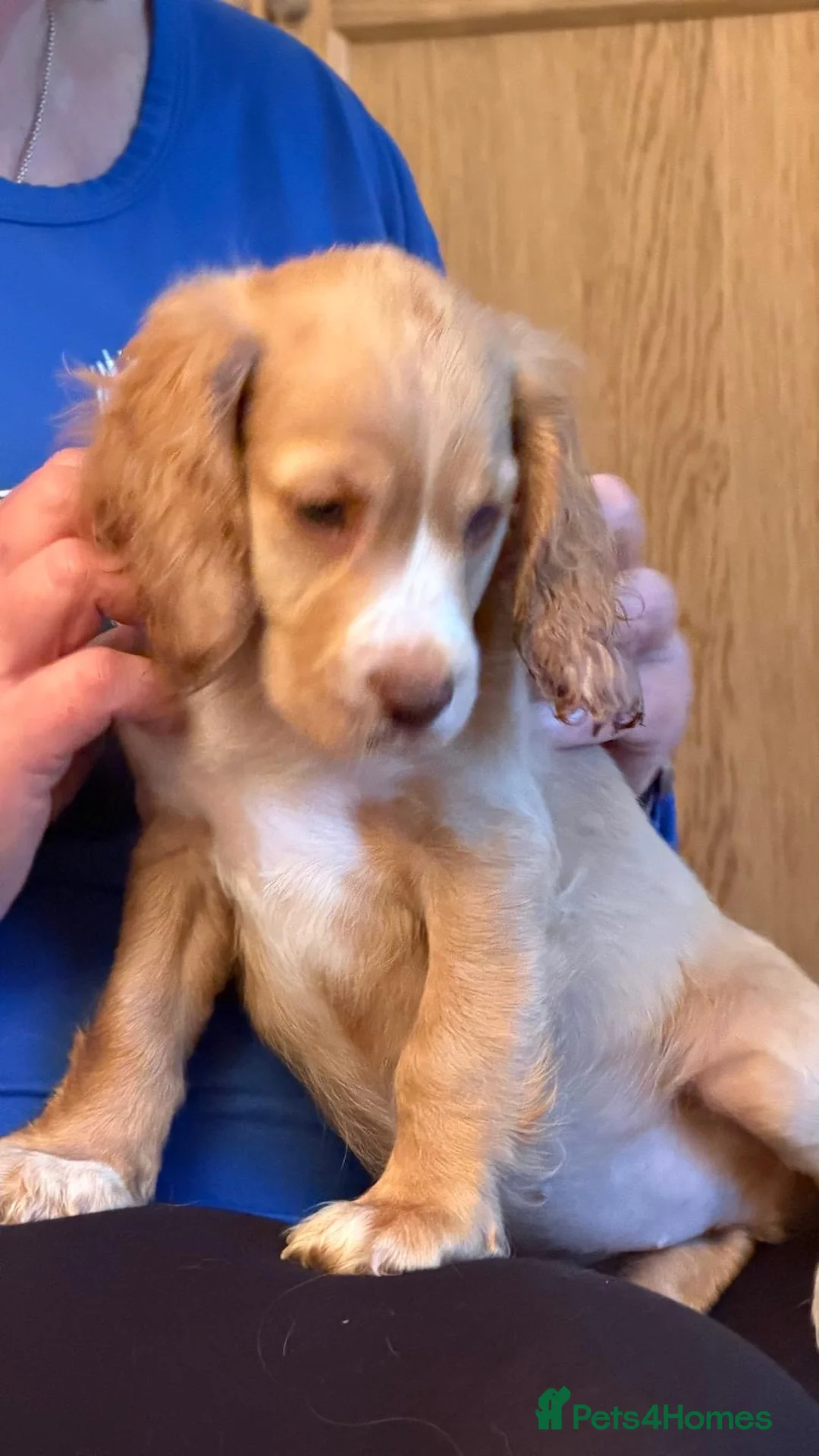 Cocker Spaniel dogs for sale: Show cocker female- partially sighted - Advert 1