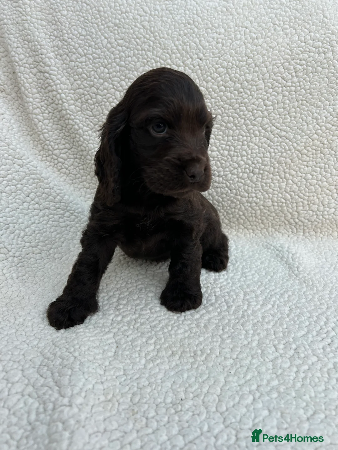 Cocker Spaniel dogs for sale: KC Reg Show Cocker Spaniels  - Advert 5
