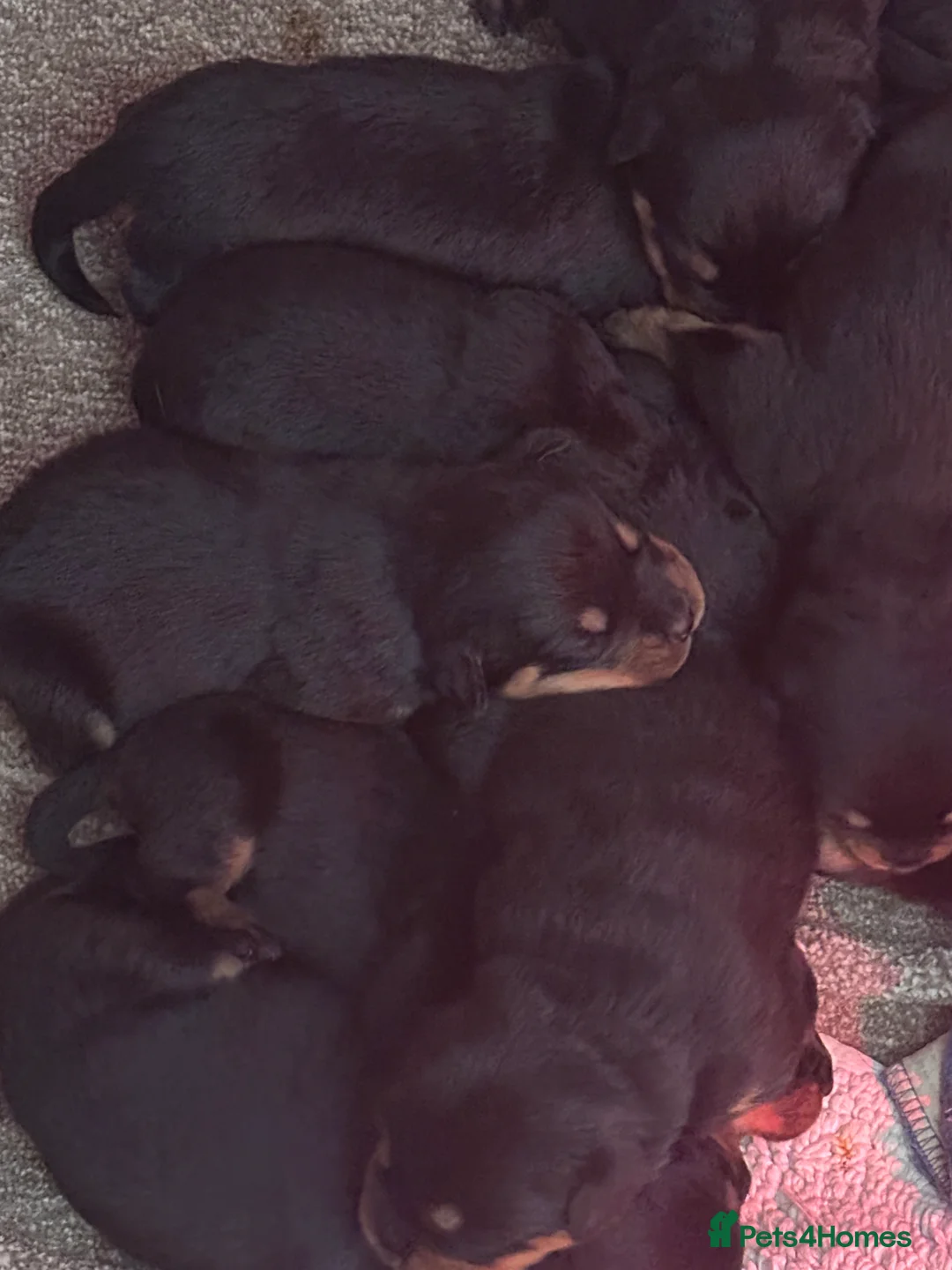 Rottweiler dogs for sale: Beautiful Rottweiler puppies  - Advert 17