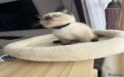 British Shorthair cats for sale: 💙 2 handsome  GCCF British Sorthair 💙 - Image 5