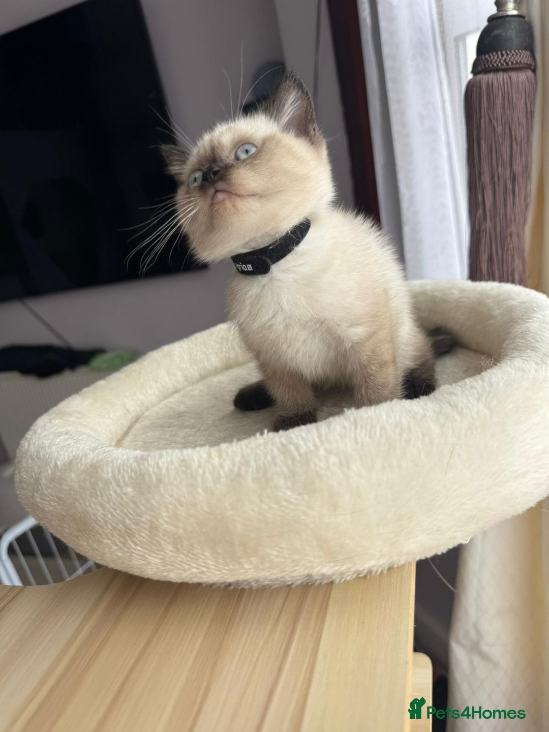 British Shorthair cats for sale: 💙 2 handsome  GCCF British Sorthair 💙 - Image 5