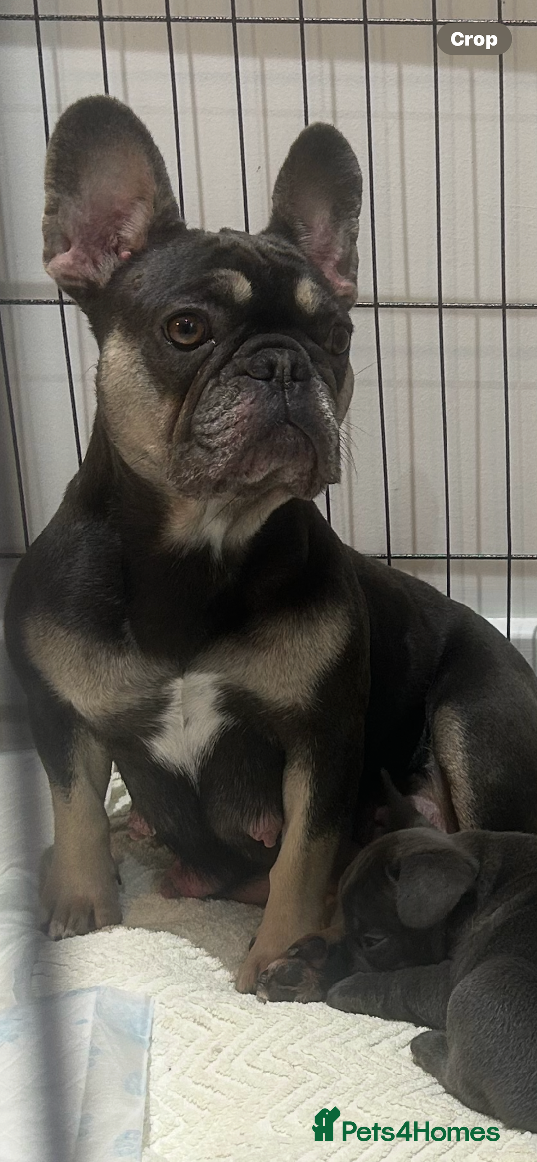 French Bulldog dogs for sale: READY NOW KC registered x 5 french bulldogs pups - Advert 6