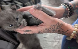 Maine Coon cats for sale: Beautiful Maine Coon Kittens - Image 9