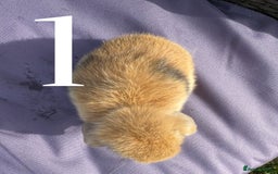 Mini Lop rabbits for sale: 5 Mini Lop baby rabbits ready 17th SEPT - Image 3