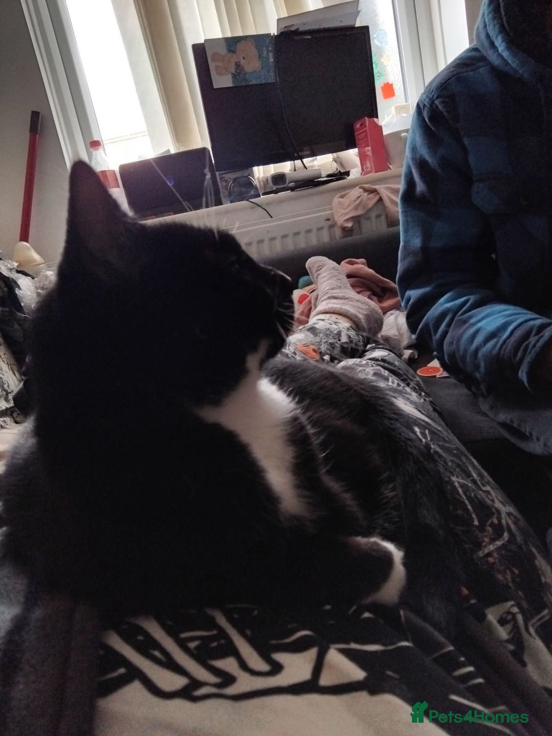 Mixed Breed cats for sale: Two siblings cats for sale  - Image 4