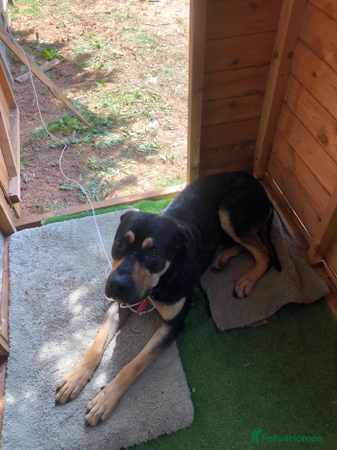 Mixed Breed dogs for sale: Cane corso/bullmastiff (male) in Bedford - Advert 2