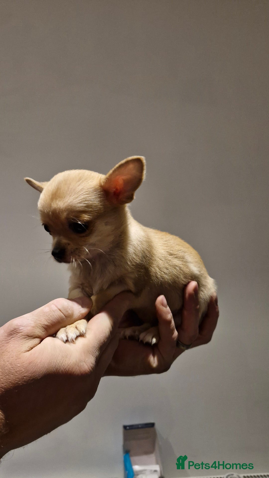 Chihuahua dogs for sale: 🐶READY TO LEAVE🐶 LAST ONE Tiny Chihuahua Puppies - Advert 1