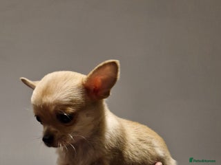 Chihuahua dogs 🐶READY TO LEAVE🐶 Stunning Tiny Chihuahua Puppies - Advert 18