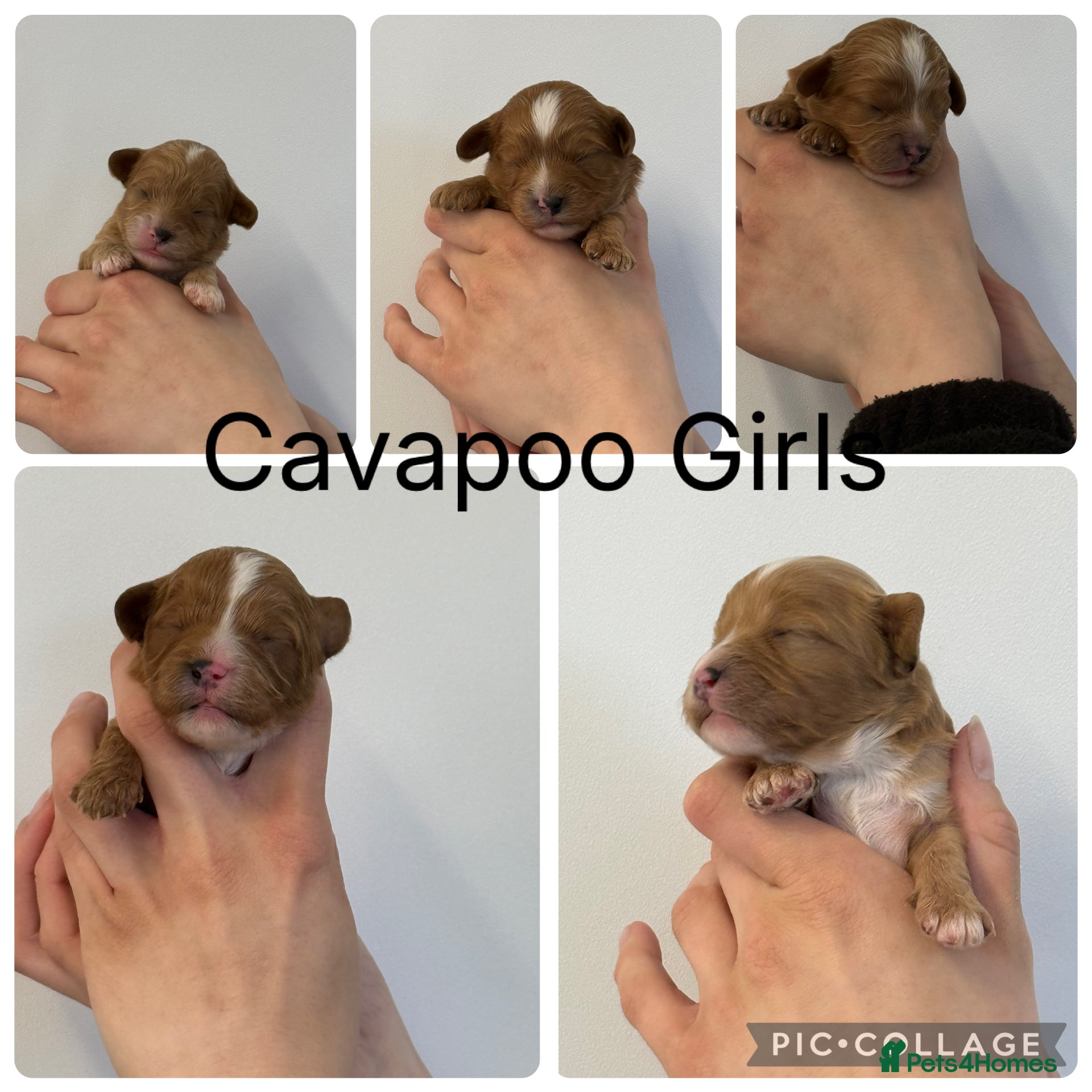 Cavapoo dogs Stunning F1 Red Cavapoo’s  - Advert 1