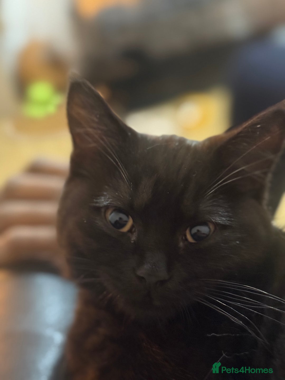 Mixed Breed cats for sale: Adorable fluffy kittens ready for loving home - Advert 6