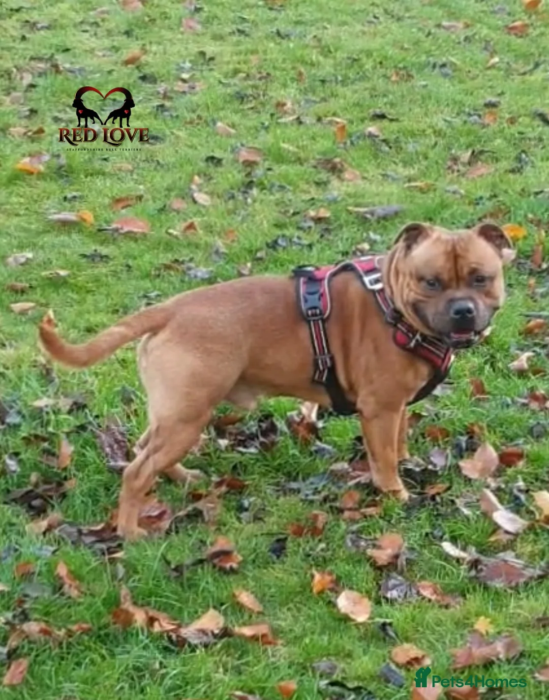 Staffordshire Bull Terrier dogs for stud: 🥨CHIEF CHAMPION SIRED. 🥨🏆  in Rochdale - Advert 4