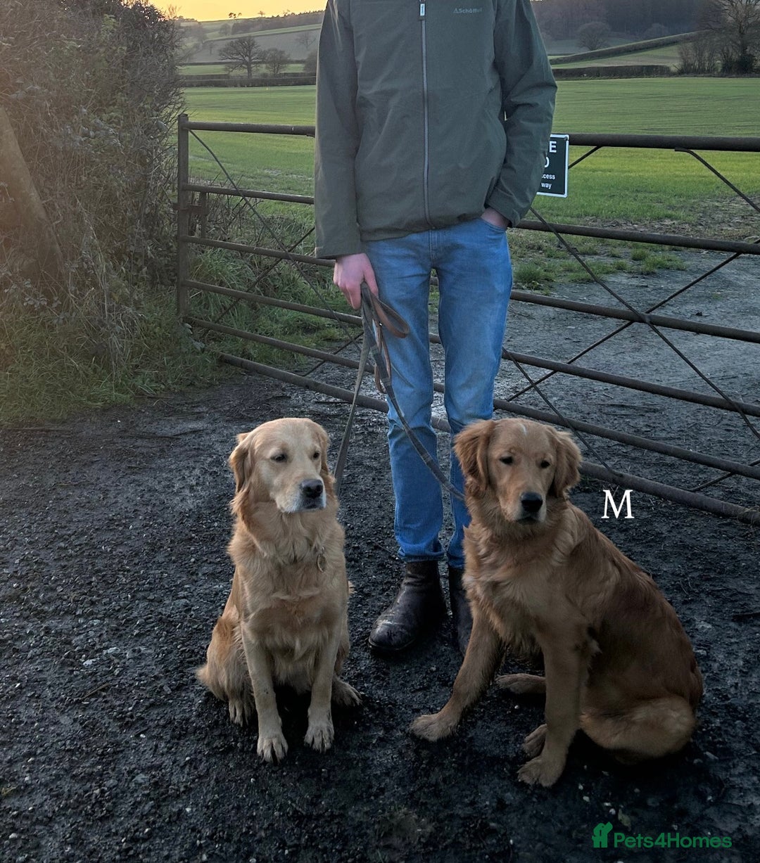 Golden Retriever dogs for sale: 💛Monty – Handsome Golden Retriever (7 months old) - Advert 4