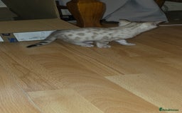 Bengal cats for sale: Full bred snow bengal kittens  - Image 5