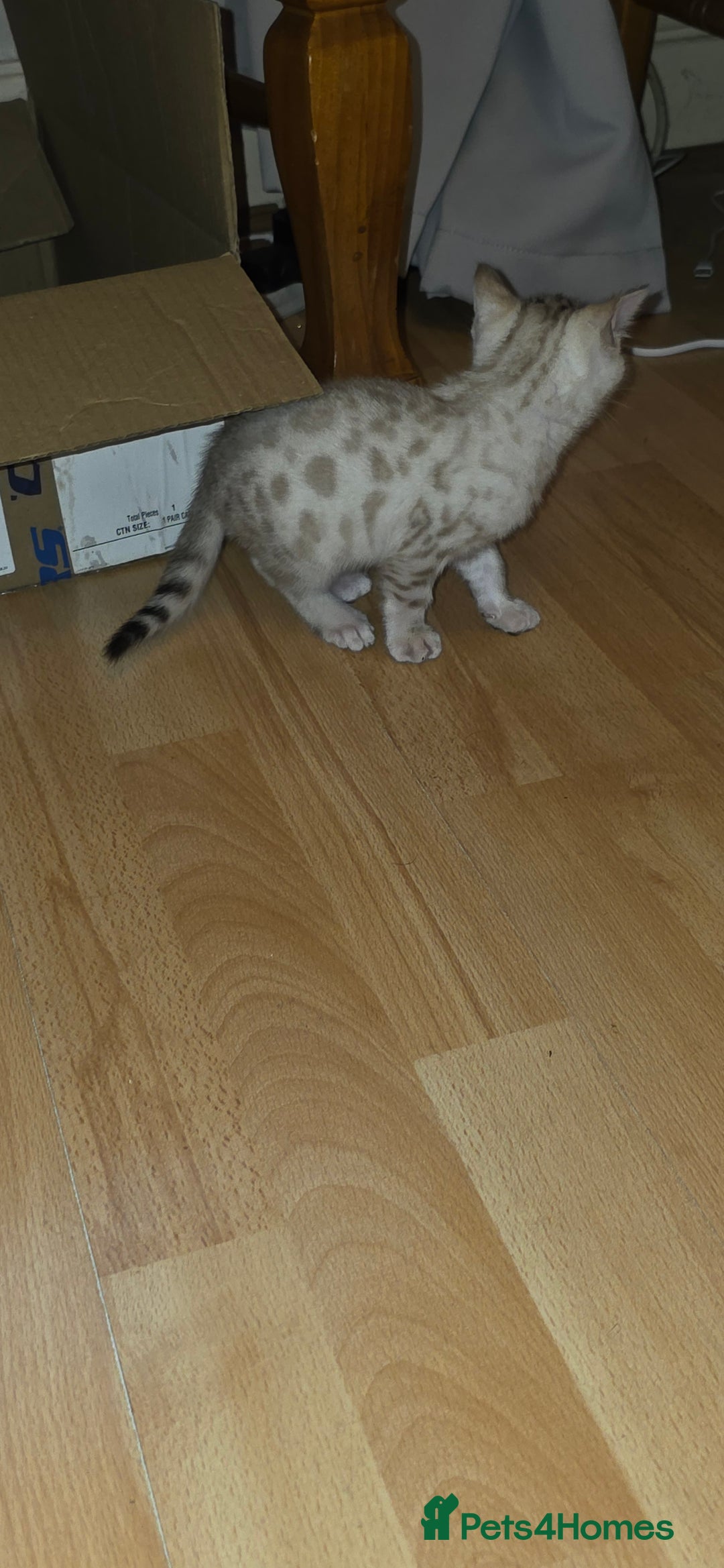 Bengal cats for sale: Full bred snow bengal kittens  - Image 5
