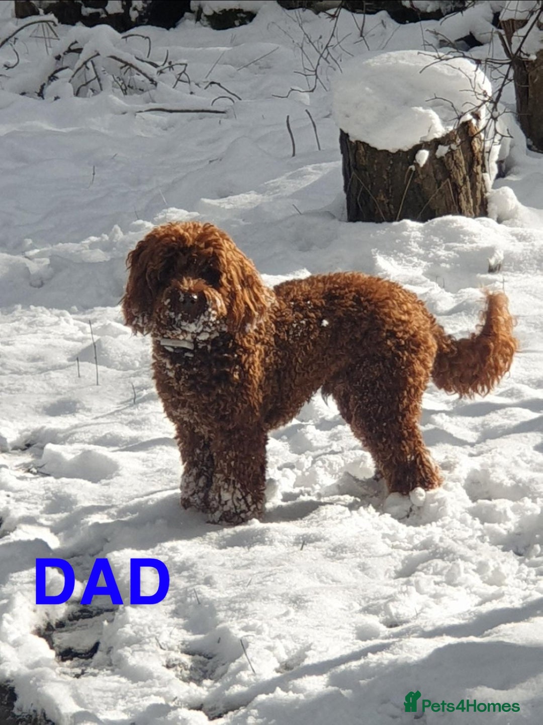 Cockapoo dogs for sale: Beautiful Cockapoo litter with Parents DNA  - Image 13