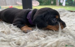 Miniature Dachshund dogs for sale: Quality KC Miniature Dachshund Puppies - Image 12