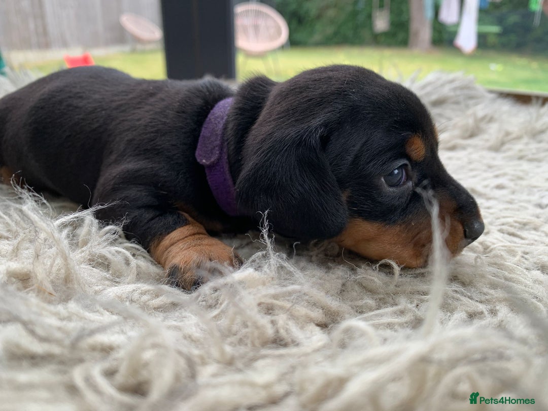 Miniature Dachshund dogs for sale: Quality KC Miniature Dachshund Puppies - Image 12