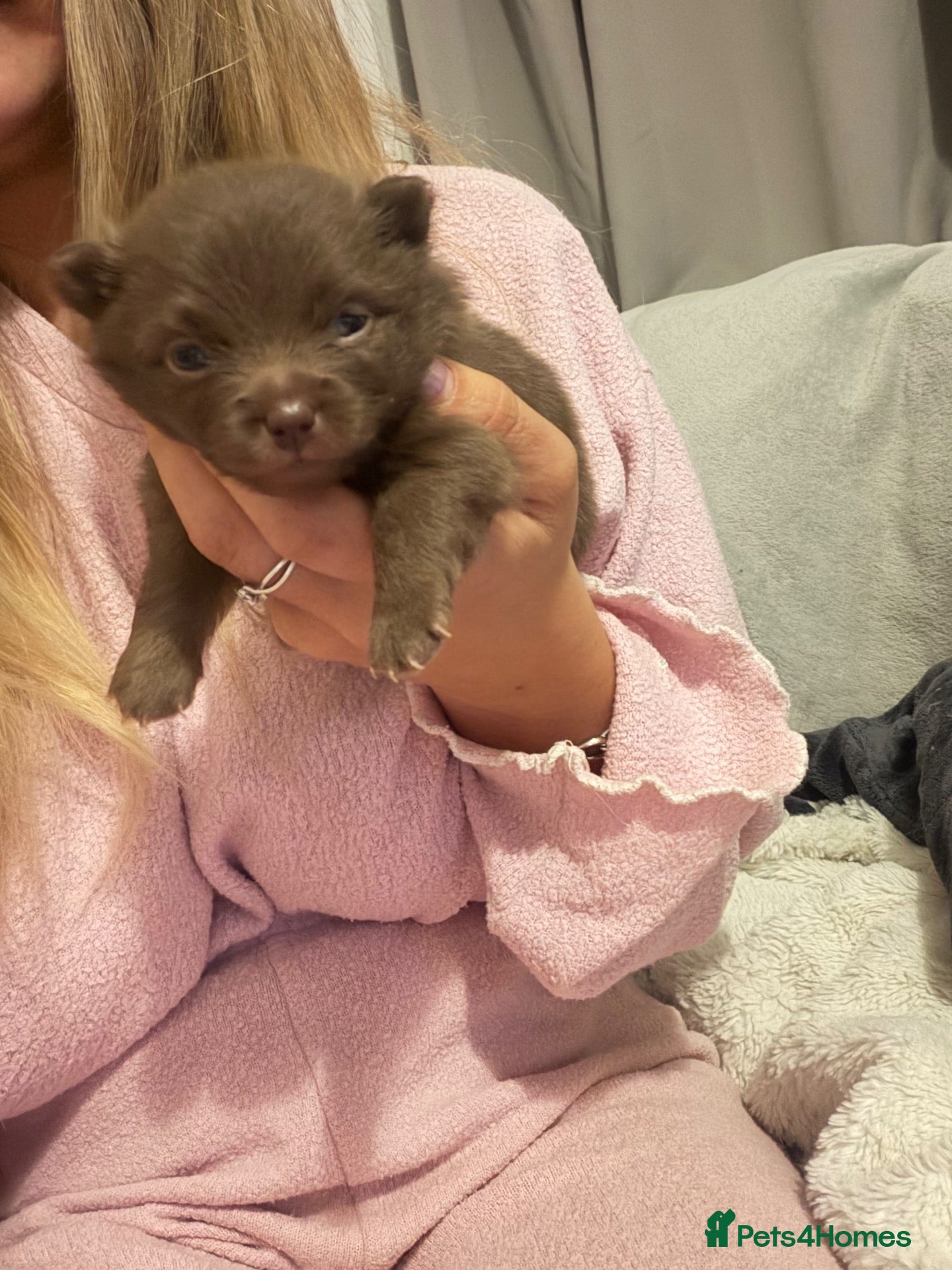Pomeranian dogs for sale:  **  Pomeranian puppies Merle and lilac carriers - Advert 17