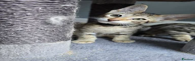 Savannah Kitten 7