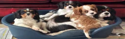 Cavalier King Charles Spaniel dogs for sale: Pedigree Cavalier King Charles Spaniel Puppies - Advert 17