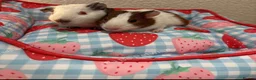 Guinea Pig rodents for sale: 2 male baby guinea pigs 6 weeks  - Advert 2