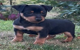 Jack Russell dogs for sale: 2 Jack Russell dog pups  - Image 3