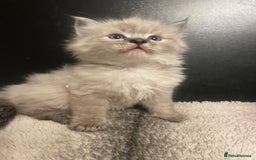 Ragdoll cats for sale: Lnyx male Ragdoll’s ready soon  - Advert 6