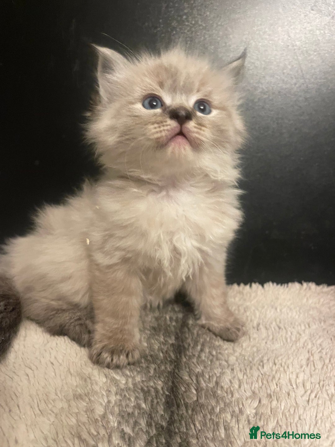 Ragdoll cats for sale: Lnyx male Ragdoll’s ready soon  - Advert 6