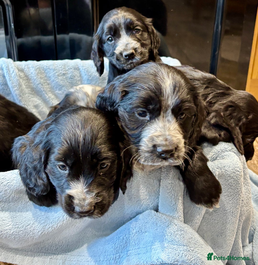 Cocker Spaniel dogs for sale: Gorgeous KC Cockers with blue roan features - Image 6