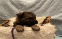 German Shepherd dogs for sale: German Shepard pups - Image 13