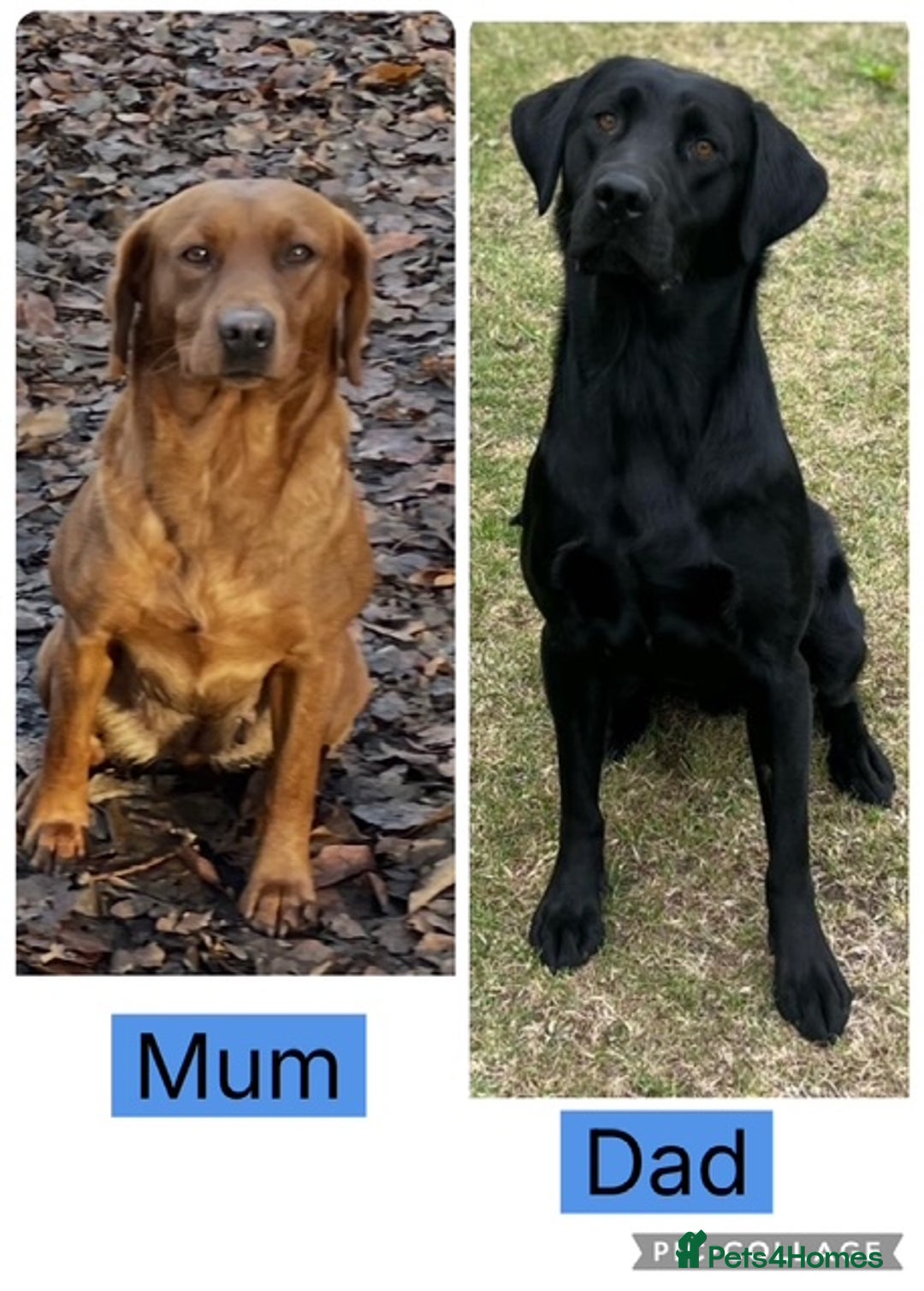 Labrador Retriever dogs for sale: KC Registered Black Labrador Pups 🐾 - Image 11