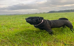Pug dogs for sale: Male pug  - Image 5