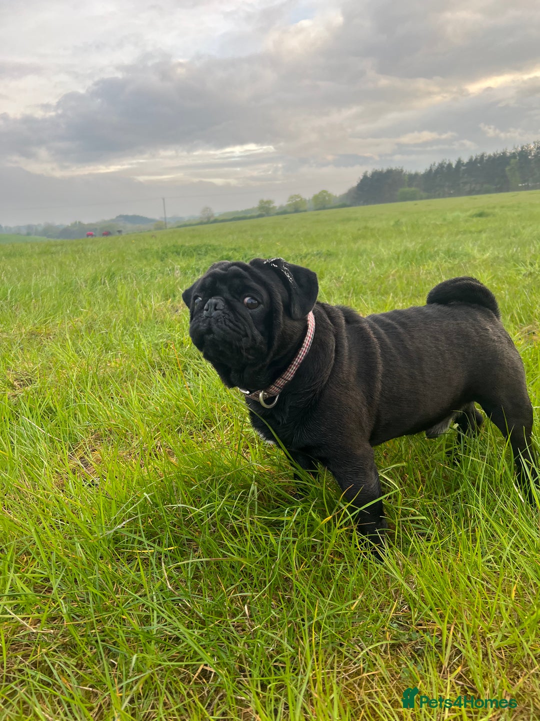 Pug dogs for sale: Male pug  - Image 5