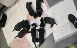Mixed Breed dogs for sale: Huge American akita x cane corso pups - Advert 15