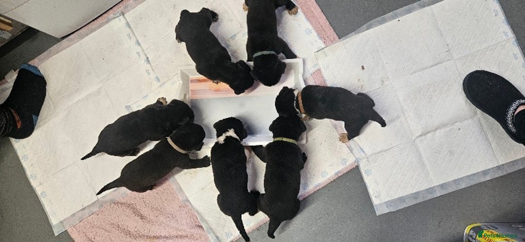 Mixed Breed dogs for sale: Huge American akita x cane corso pups - Advert 15