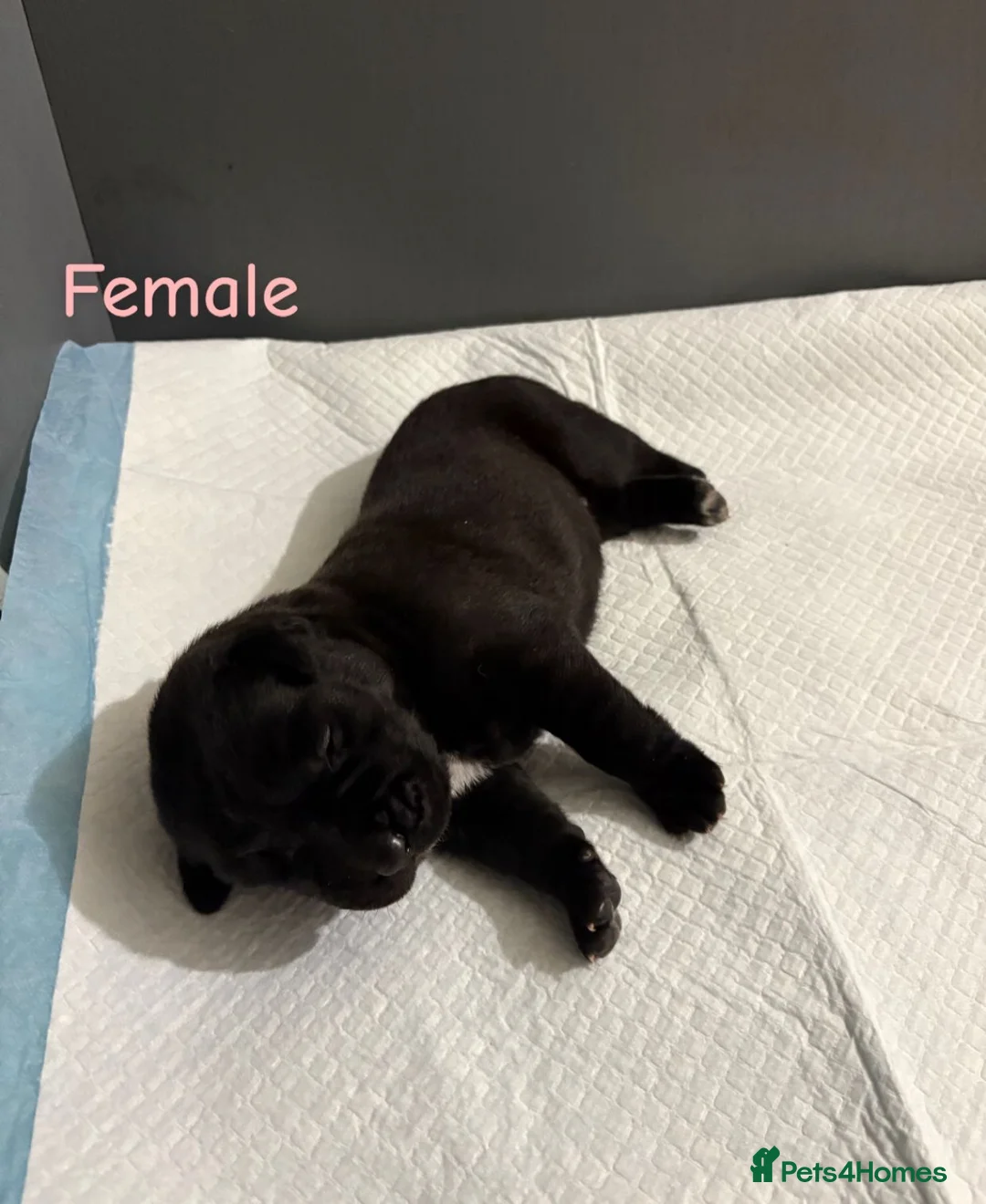 Mixed Breed dogs for sale: Stunning litter of 7 Presa Canario X Bandog - Advert 31